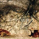 워낭소리 이미지