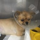 24시명동물메디컬센터