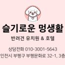 슬기로운멍생활 이미지