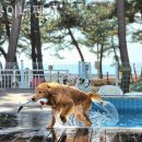 곰섬 바다 펜션 이미지