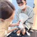 고양이 이발관 | 송도고양이미용 마음까지 편안해지는 고양이이발관 송도점 방문 후기