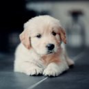 분당동물병원 이미지