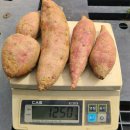 23일(화)부터 순차발송 호풍미호박고구마 가정용/10kg택포 26000원 이미지