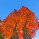 가을만 되면 보게되는 단풍나무 입니다. 팔공산에서.. 이미지