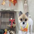 변신하개 이미지