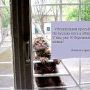 고양이 기숙사 네이버블로그