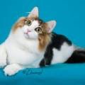 캐터리엔(cattery-n) 네이버블로그