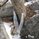 고로쇠산장