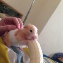 바나나PC방 이미지