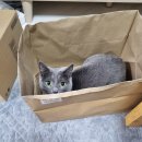 바하 고양이 병원 이미지