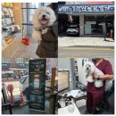 준동물병원 | 강아지 간종양 엑소좀 줄기세포 치료, 조원동물병원 펫소좀 후기