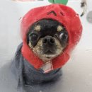 봉 그루밍 이미지