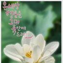 관곡지 연꽃 이미지