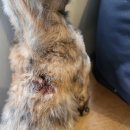 은마로동물병원 이미지