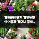 강동화훼단지 가래여울 화원 꽃집-강원농원 갔더니 글쎄..