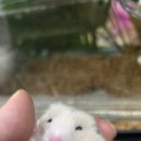 코몬스