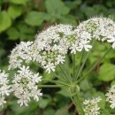 노고단-8 이미지