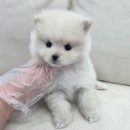 드림독 | 인천포메라니안분양 드림독 인천 ㅣ 포메라니안 분양 후기