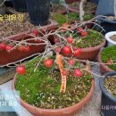 명다실 이미지