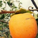 풍년농장 이미지