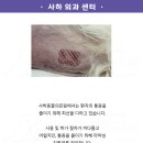 사하동물의료원 네이버블로그
