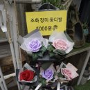 상수역 꽃집: 이케바나 우정임플라워 반려식물 후기