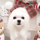 써니애견 미용실 이미지