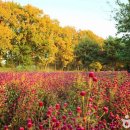 은빛농장 이미지