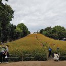 멍멍아 차에타자 이미지