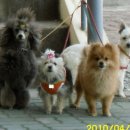 필애견훈련학교 이미지