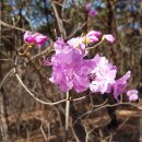 솔마루길 대공원산 이미지