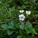 베스카딸기(Fragaria vesca) 이미지