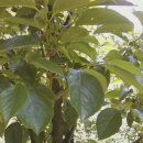 비야농장 이미지