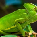 개성농장 이미지