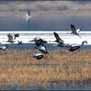 주남저수지 이미지