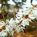 3월의 꽃 미선나무 꽃 이미지