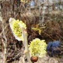 버들목장 2 이미지