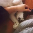 고양이정원 이미지