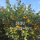 씨알농장 | 제주 서귀포 아이와가볼만한곳 만다린 감귤체험농장 내돈내산 후기