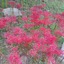 산림박물관 무궁화동산 화장실 | 2026. 4. 25 봄이면 다시, 영인산 철쭉제, 수목원