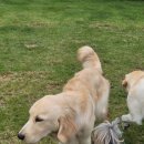 애견카페왕 이미지