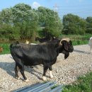 종부농장 이미지