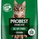 베스트 캣 이미지