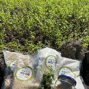 하얀 메밀꽃밭을 거닐고, 은빛 가을을 즐기다 제주 와흘메밀마을 이미지