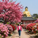 강진-32 | 강진 남미륵사 (서부해당화, 철쭉, 개화시기)