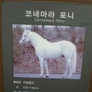 코네마라 이미지