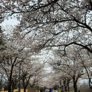 구미 공원 | 구미 동락공원 벚꽃 실시간 후기 지금 만개 상황 솔직 리뷰