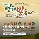 6월 가볼만한곳 축제 추천 양평 밀축제