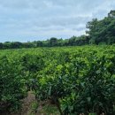 수산리농장 | 귤에 진심인 임산부가 반한 제주 한라봉 🍊 제주 대지농장 후기 (무농약 감귤 추천)