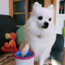 신일산업 퍼비 강아지 발 세척기 산책 후 필수템 SIP-K20W